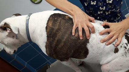 Fisiopet – Fisioterapia Animal Y Terapias Alternativas Fuerteventura